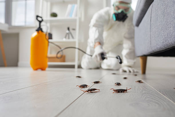 Commercial Kitchen Cockroach Control in Homeland